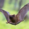 Imagen de El vuelo de los murciélagos abre la puerta a desarrollos de drones más sofisticados