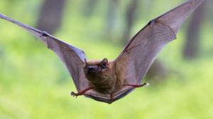 El vuelo de los murciélagos abre la puerta a desarrollos de drones más sofisticados