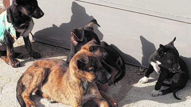 En poco más de un año y medio de trabajo, el refugio ya ha dado en adopción a unos 93 perros y más de 20 gatos; y continúa trabajando a pleno.
