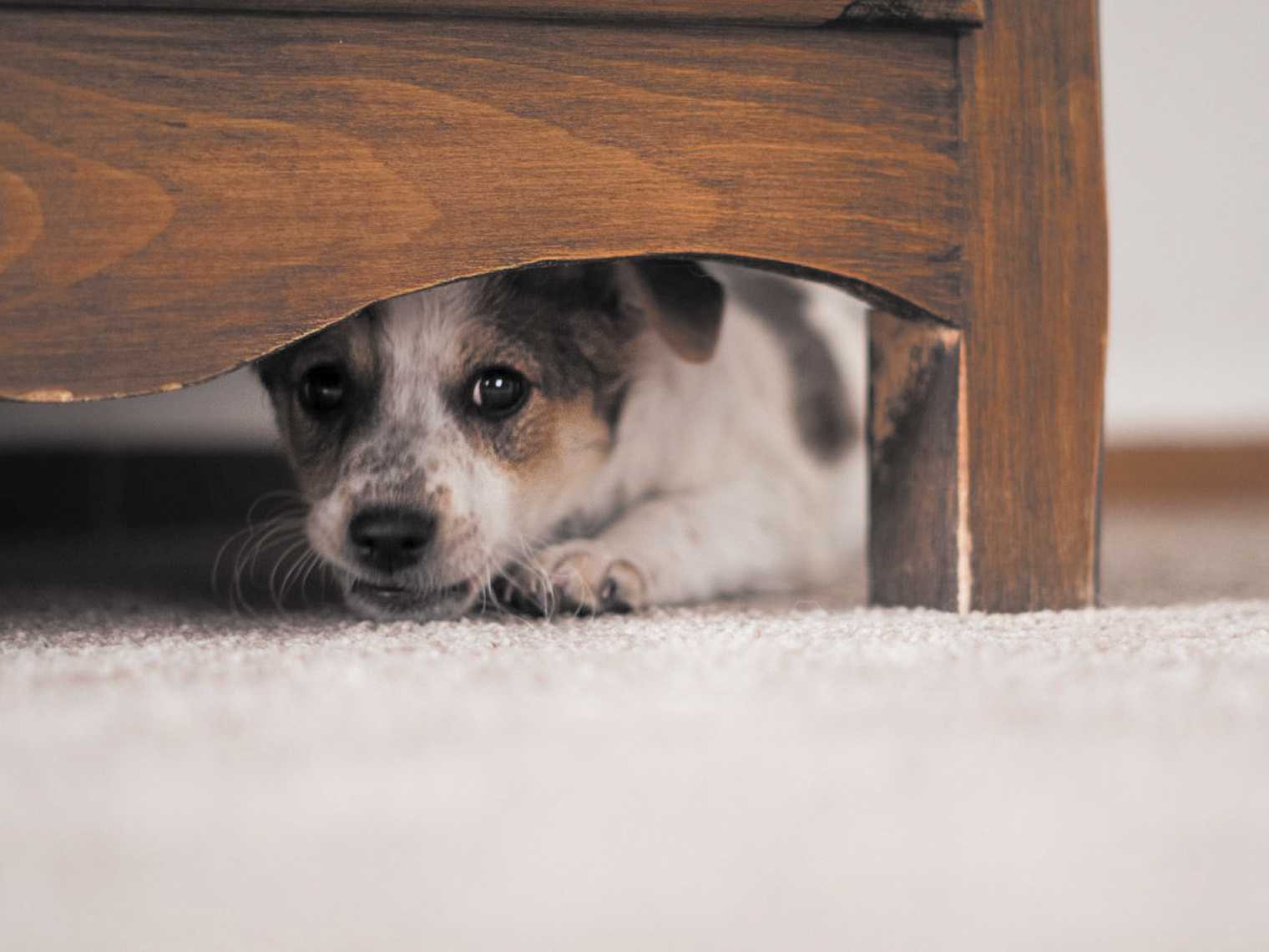 Ante el miedo los perros buscan lugares donde esconderse que les brinde protección y seguridad