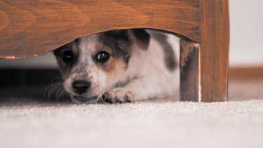 Ante el miedo los perros buscan lugares donde esconderse que les brinde protección y seguridad