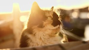 Pronóstico: cómo estará el tiempo este domingo