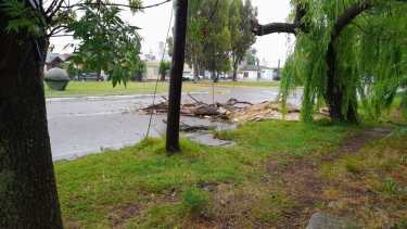 El viento originó importantes caídas de ramas en Viedma. Foto: Gentileza Municipal.
