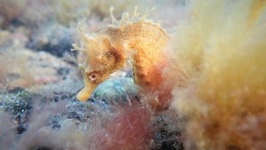 La pandemia le dio un respiro a los caballitos de mar