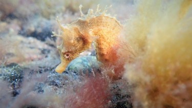 El investigador del Conicet Diego Luzzatto, sostiene que desde que los estudia nunca se detuvo la tendencia decreciente. Fotos: Diego Luzzatto.