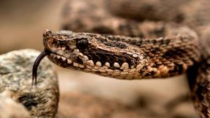 Yararás, arañas, escorpiones: qué hacer ante nuestros vecinos inesperados