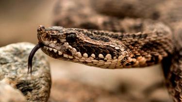 Una yarará ñata fue divisada por un grupo de personas que practicaba trekking cerca de General Roca.