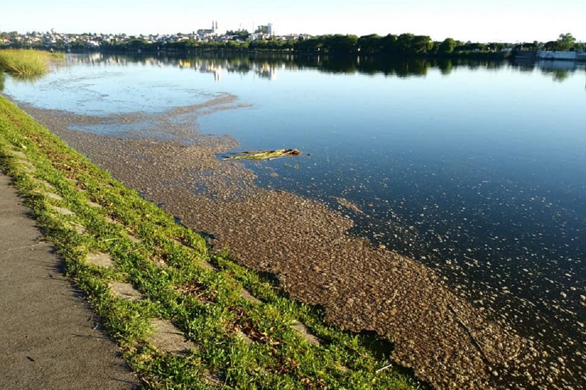El martes una vecina tomó imágenes de la espuma marrón que apareció en la costa viedmense del río Negro. 