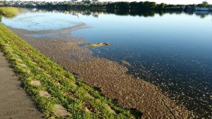 El Municipio de Viedma intimó al DPA y ARSA por los desbordes cloacales que van a parar al río Negro