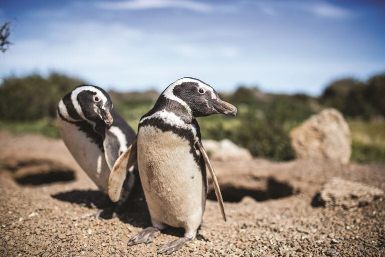 En épocas de reproducción, los pingüinos suelen quedarse en los nidos donde ponen los huevos.-