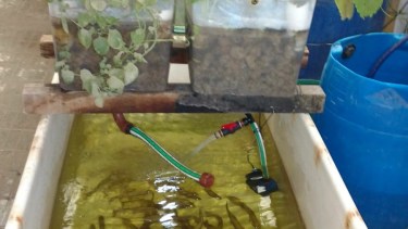 Con la iniciativa, se cultivan truchas arcoíris y plantas (hortalizas, ornamentales y aromáticas)