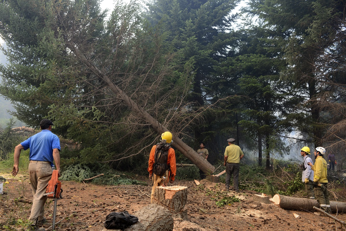 A unos 3 kilómetros del poblado de Río Villegas se concentran las tareas de volteo de pinos para trazar el cortafuegos que evite el avance del incendio a las casas. Foto: Chino Leiva