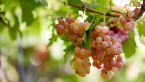 Bodega de Huergo presenta un vino ideal para este verano