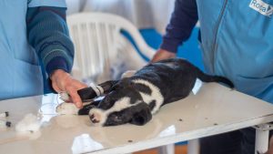 Se vienen dos jornadas de castración masiva en el CIM de Barrio Nuevo en Roca
