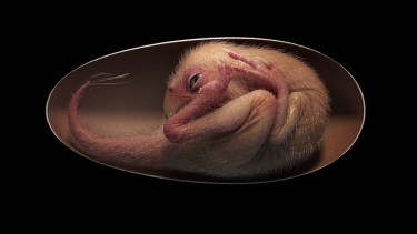 Hallaron un embrión de dinosaurio perfectamente preservado que se preparaba para nacer. 