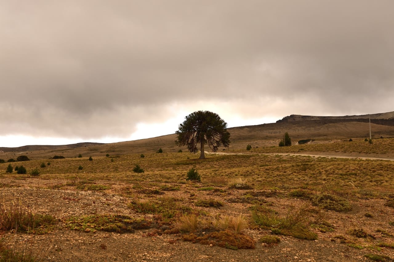 Foto de archivo:  Alejandro Carnevale