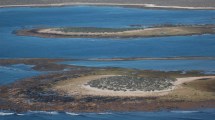 Imagen de La increíble fauna de Islote Lobos, que pronto pasaría a ser Parque Nacional