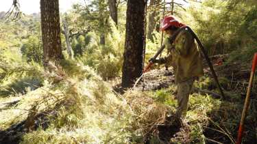 Por el incendio en Aluminé, no hay evacuados. Foto: prensa gobierno de Neuquén 