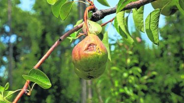 Productores que fueron afectados por el granizo y las heladas podrán acceder a los beneficios impositivos. Foto: archivo