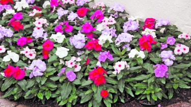 Las vincas no necesitan mucho cuidado, excepto prevenir la escasez de agua.