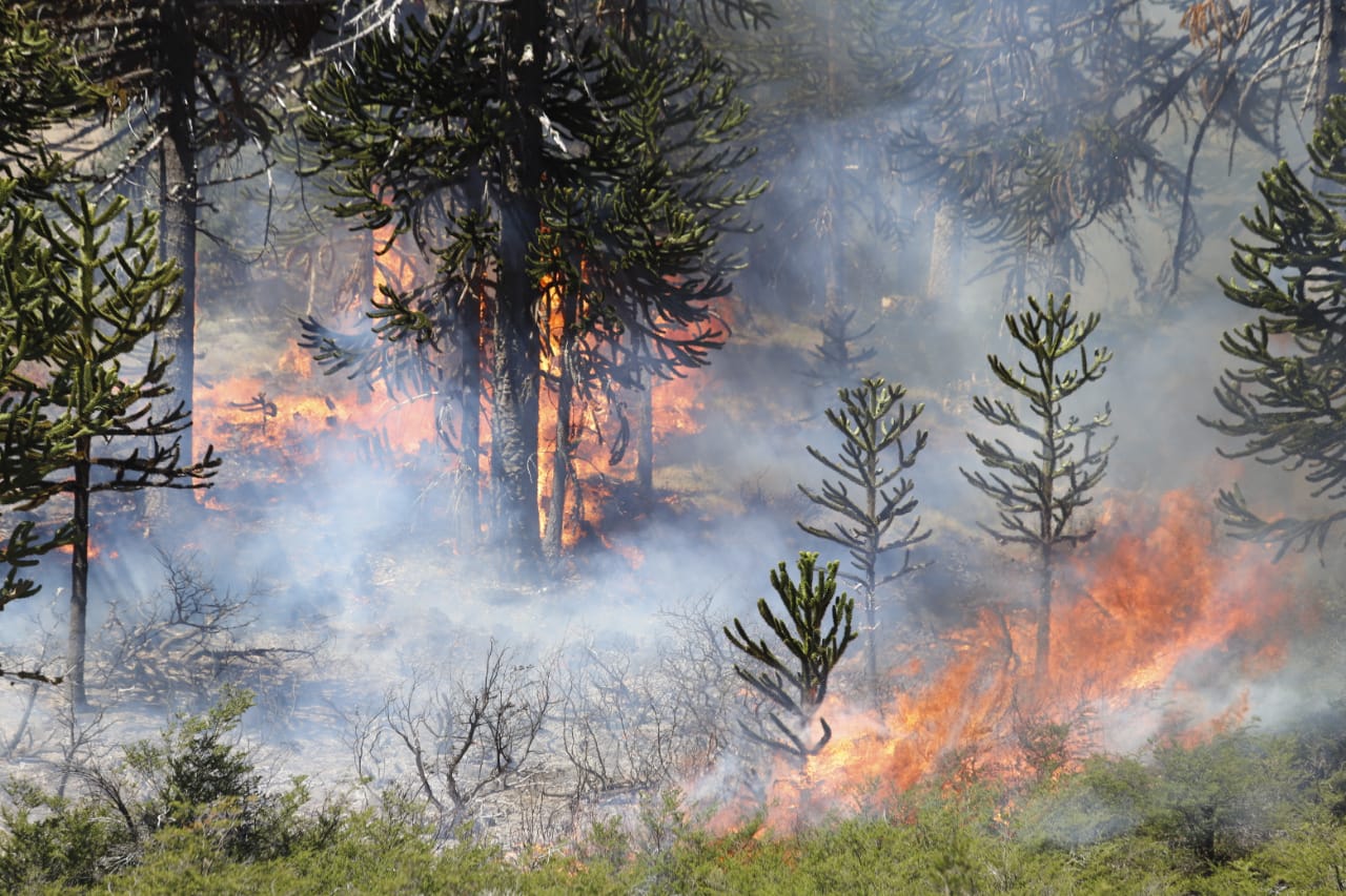 El fuego afectó 4.500 hectáreas, con zonas verdes y otras arrasadas.  Foto: Prensa de Gobierno