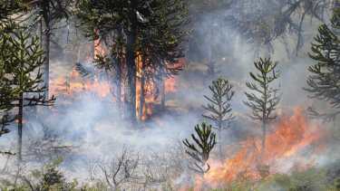 El fuego afectó 4.500 hectáreas, con zonas verdes y otras arrasadas.  Foto: Prensa de Gobierno