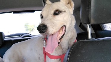 Rescatado en las bardas, Juanito busca un hogar