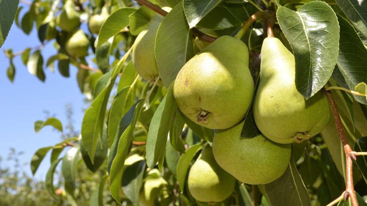 Las exportaciones de peras y manzanas desde Río Negro y Neuquén alcanzaron mínimos en 2022.