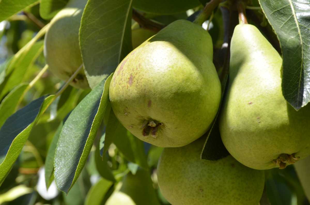Declive. La exportación de peras y manzanas desde Neuquén y Río Negro sigue disminuyendo.