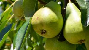 Cae la exportación de peras y manzanas de Río Negro y Neuquén