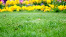 Imagen de Los mejores tips para lograr un césped deslumbrante en estas fiestas