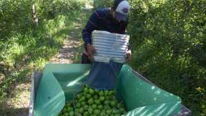 Solicitaron asistencia a Nación para que los productores puedan pagar salarios