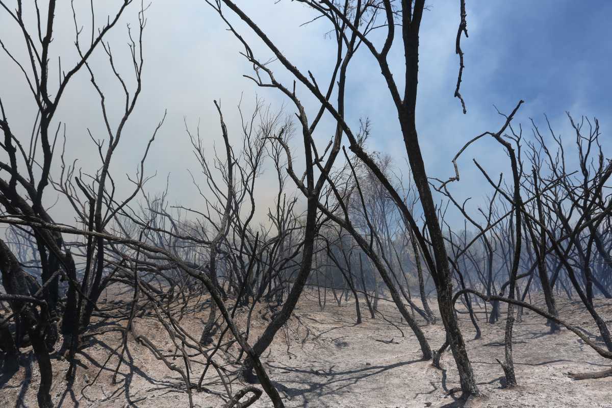 Las llamas rápidamente consumieron la vegetación a pocos metros del río Negro. (foto: Juan Thomes)