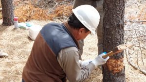 Instalan trampas para el control biológico de avispas taladoras