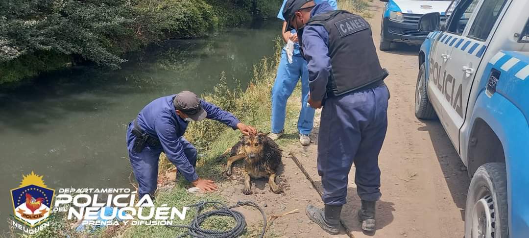 El perro estaba en el interior de un canal en calle Catan LIl, en Neuquén. Foto: Gentileza