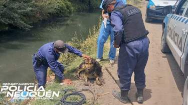 El perro estaba en el interior de un canal en calle Catan LIl, en Neuquén. Foto: Gentileza