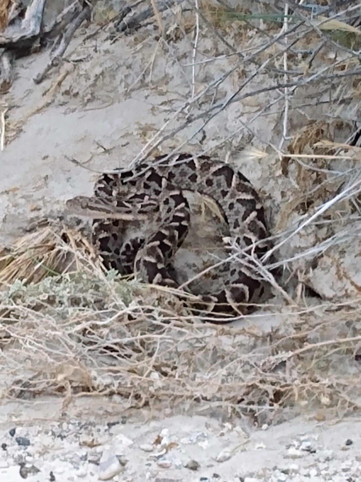 La serpiente fue divisada en un sendero en Paso Córdoba. (Foto gentileza)