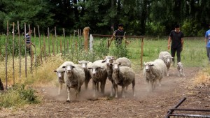 Un emotivo regreso para los estudiantes del agro en Roca