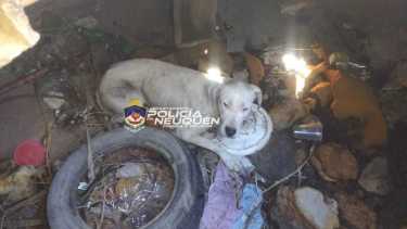 El perro había caído a la cisterna en desuso. Foto: Prensa Policía de Neuquén