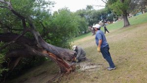 Removieron un árbol caído en la costanera de Viedma, producto de una enfermedad