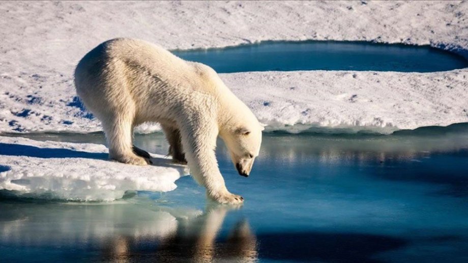 El derretimiento del hielo está golpeando a las especies que habitan en el Polo Norte. 