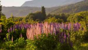 San Martín de los Andes: últimas postales de primavera antes del boom del verano