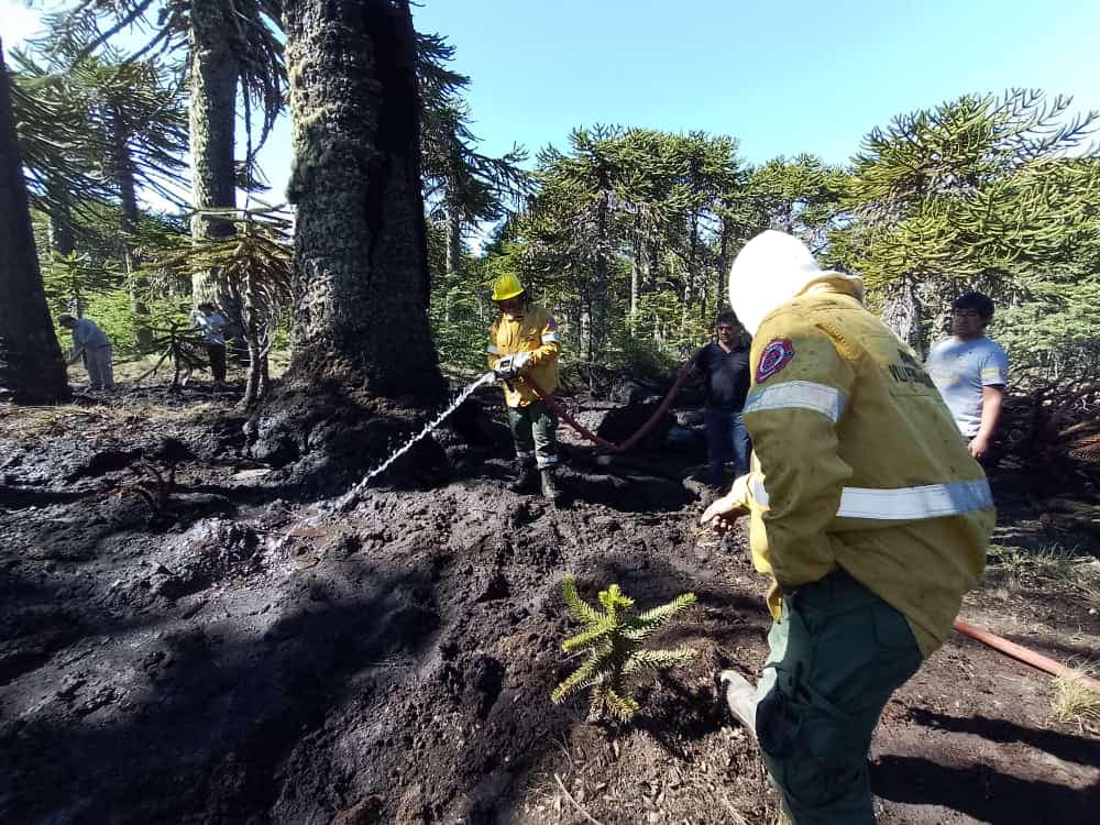 Bomberos voluntarios lograron extinguir un incendio iniciado en las araucarias. Foto: Bomberos voluntarios Villa Pehuenia - Moquehue.