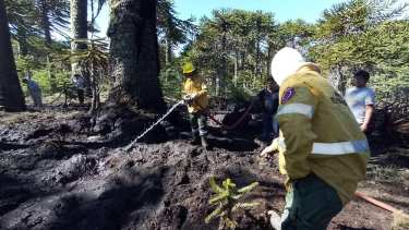 Bomberos voluntarios lograron extinguir un incendio iniciado en las araucarias. Foto: Bomberos voluntarios Villa Pehuenia - Moquehue.