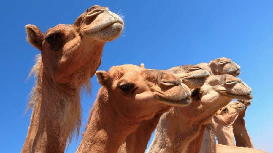Los especialistas describieron cómo se inyectaba botox y colágeno a los camellos. 