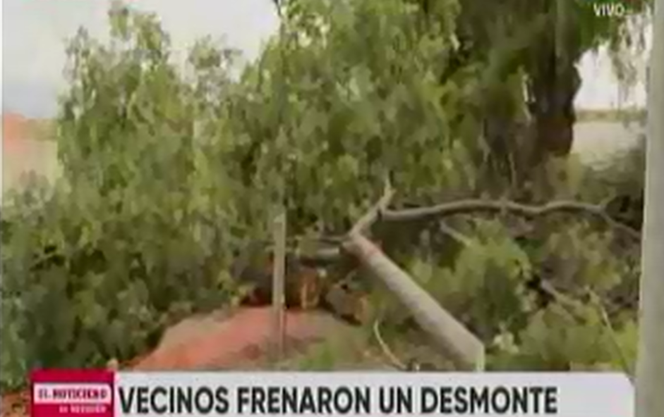 Los vecinos dijeron que el grupo de operarios tenía autorización para derribar 27 árboles. (Captura pantalla Telefé Neuquén)