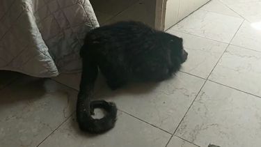 El mono presentaba un desarrollo incompleto, siendo una de las causas más probables por alteraciones nutricionales de larga data o por alguna otra patología de base.- 