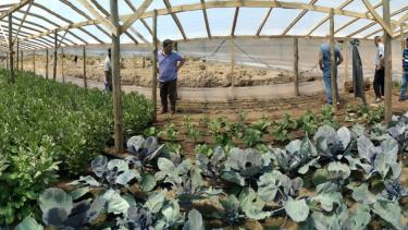 En Tailacahue, Susana y Juan producen verduras y hortalizas a gran escala. Foto: gentileza. 