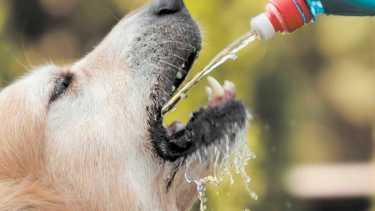 Calor extremo: consejos para cuidar a nuestras mascotas