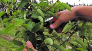 Cipolletti presentó un programa para reducir los residuos verdes de la ciudad